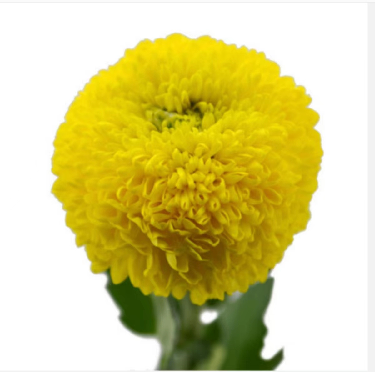 黄色乒乓球菊