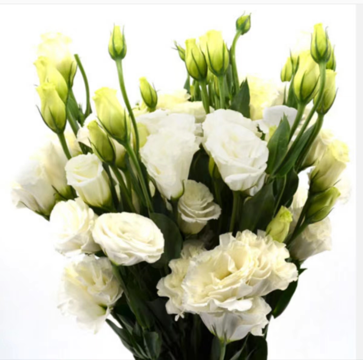 http://flowerbuy.oss-cn-beijing.aliyuncs.com//images/20230705/1688540532558.jpeg