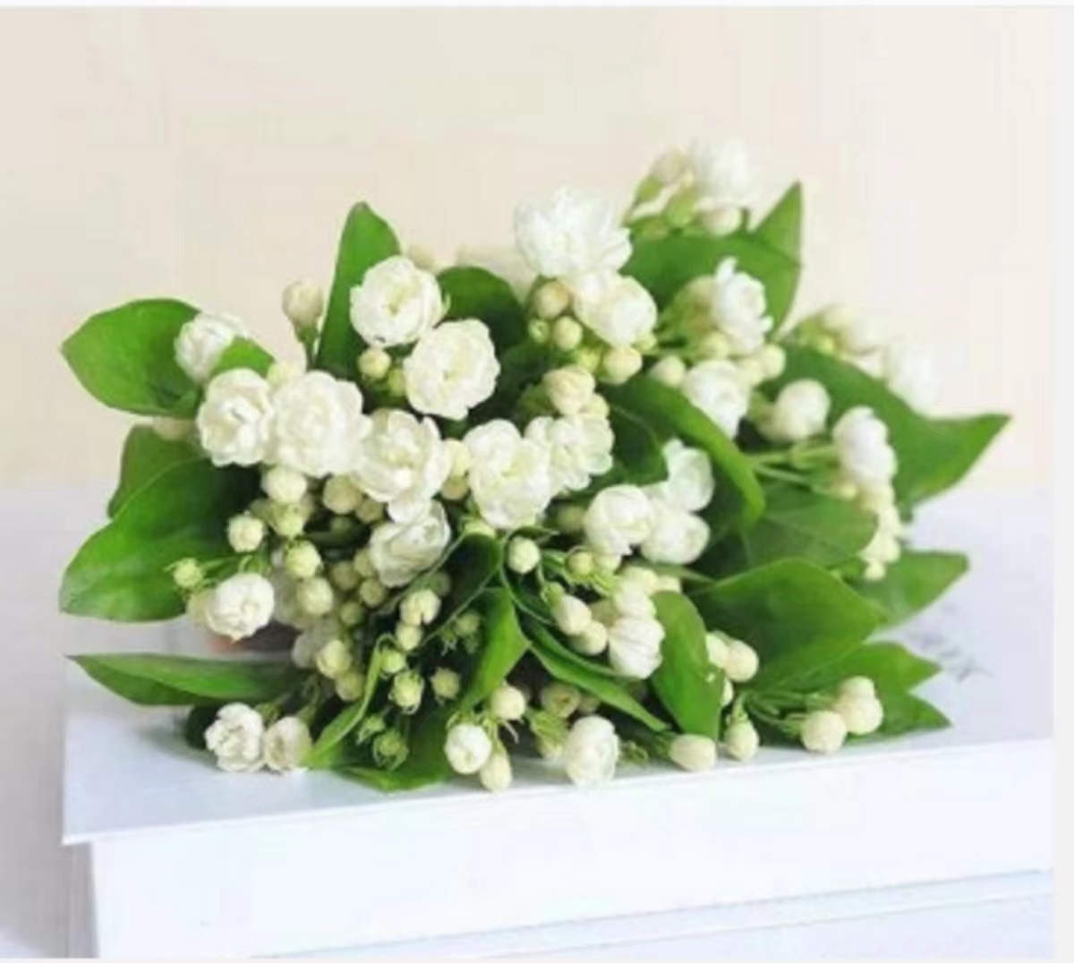 http://flowerbuy.oss-cn-beijing.aliyuncs.com//images/20230713/1689240228593.jpeg