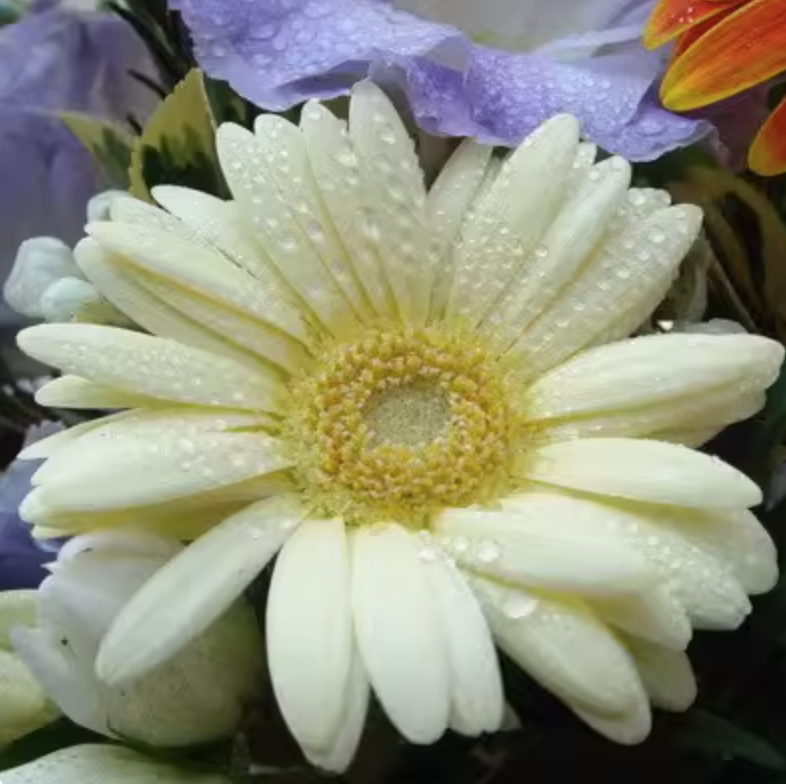 http://flowerbuy.oss-cn-beijing.aliyuncs.com//images/20230719/1689753315268.png